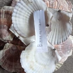 scallop shells (3)